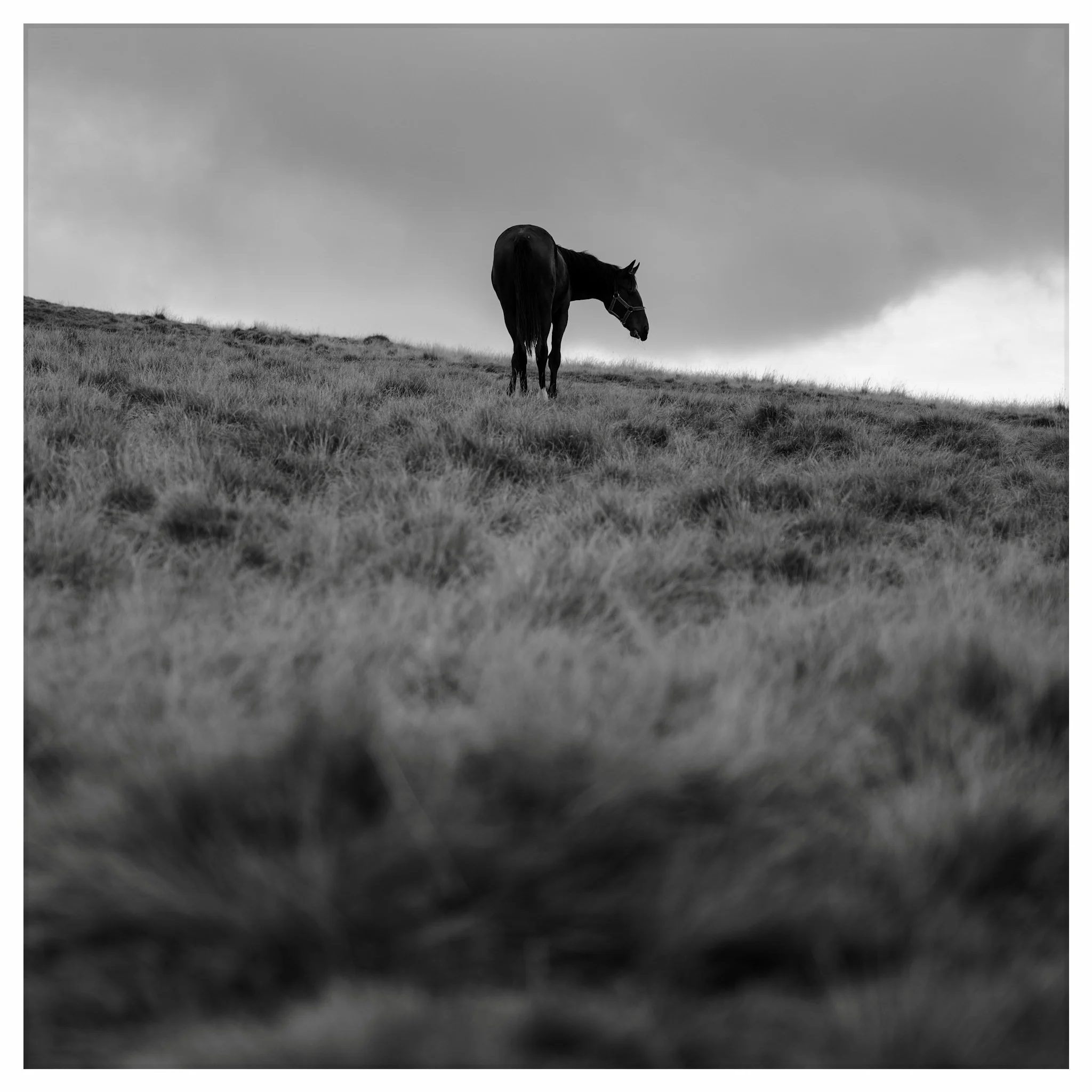 Black and white photograph of a lone horse standing on a grassy slope under a cloudy sky on the TransBucegi plateau in the Bucegi Mountains, Romania.